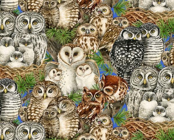 Multi Owl Families All Over