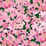 Forget-Me-Nots - Pink