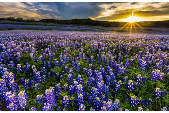 Sun Up to Sun Down (Texas Blue Bonnets)