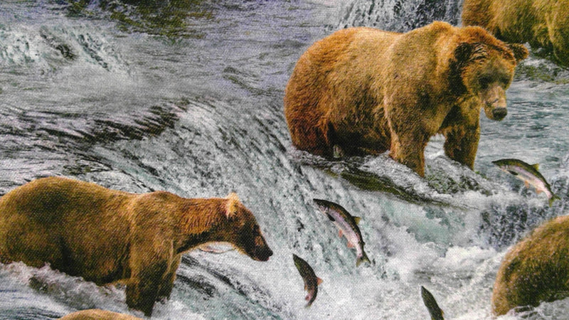 North American Wildlife Fishing Bears